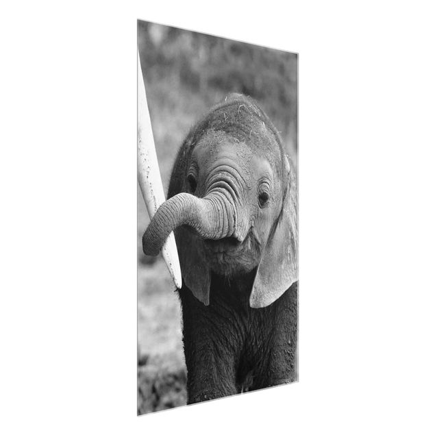 Glasbilleder dyr Baby Elephant
