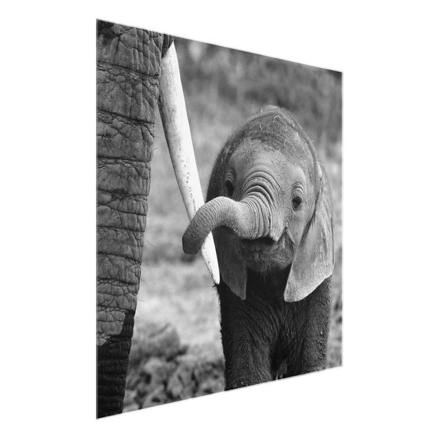 Glasbilleder dyr Baby Elephant