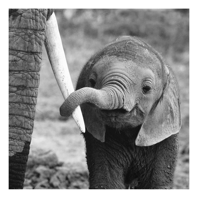 Billeder moderne Baby Elephant