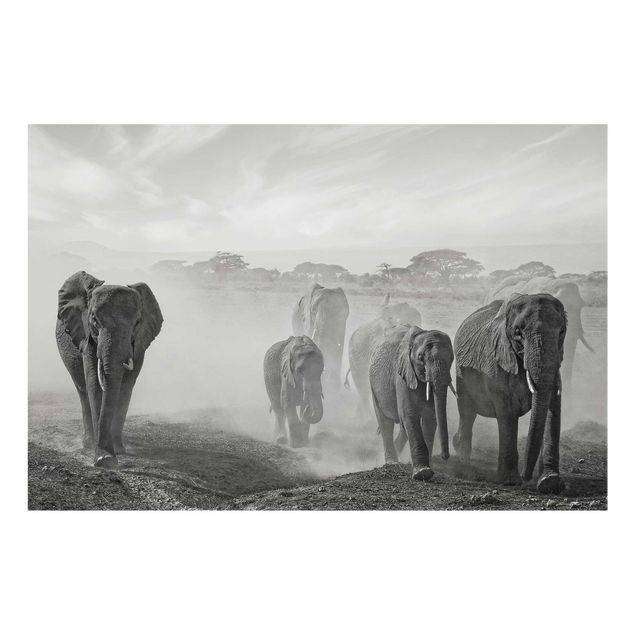 Glasbilleder sort og hvid Herd Of Elephants