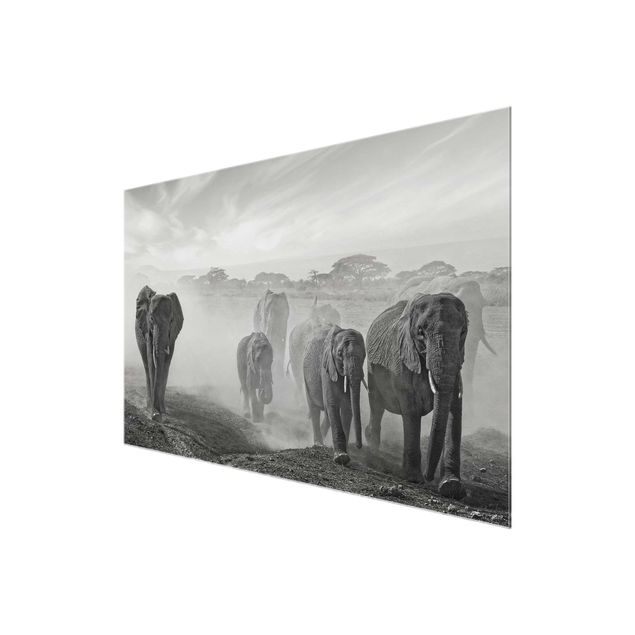 Glasbilleder dyr Herd Of Elephants