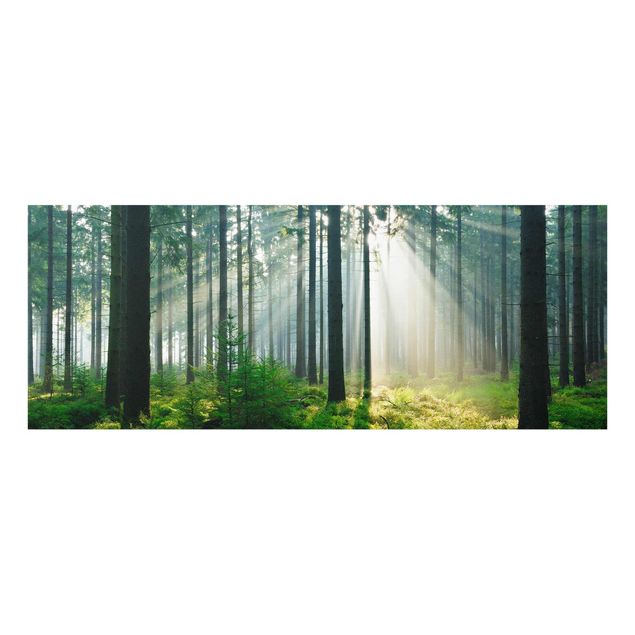 Billeder natur Enlightened Forest