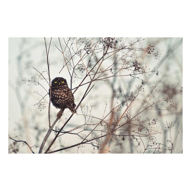 Billeder Owl In The Winter