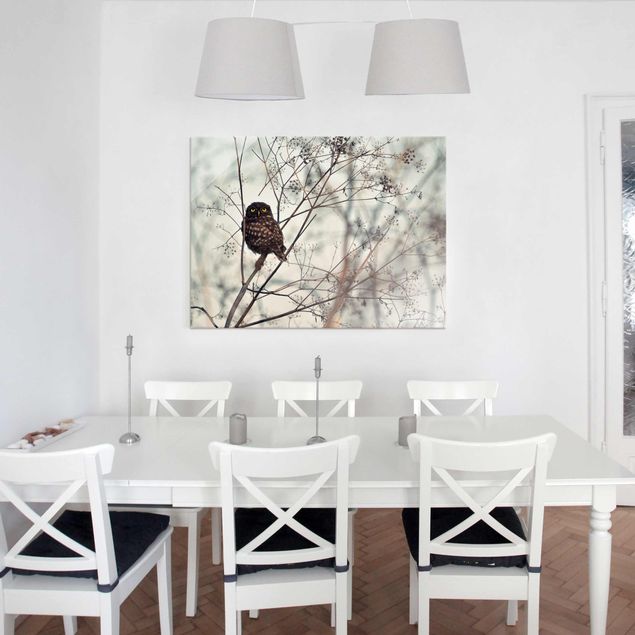 Billeder moderne Owl In The Winter