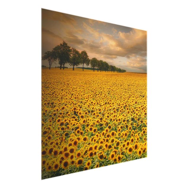 Billeder landskaber Field With Sunflowers