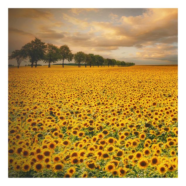 Glasbilleder blomster Field With Sunflowers