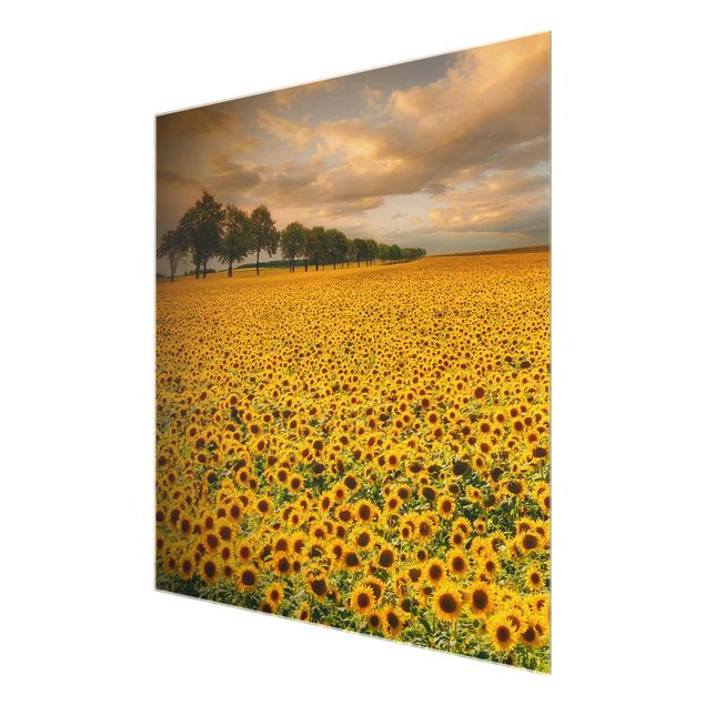Billeder blomster Field With Sunflowers