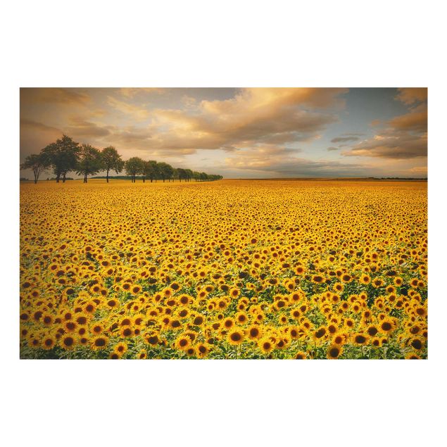 Glasbilleder blomster Field With Sunflowers