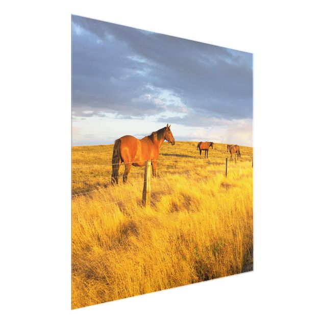 Billeder landskaber Field Road And Horse In Evening Sun