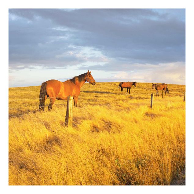 Glasbilleder dyr Field Road And Horse In Evening Sun