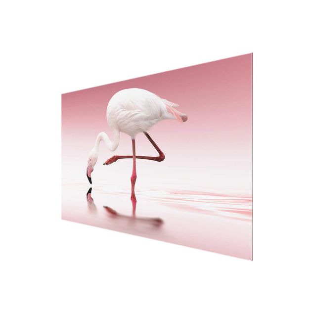 Billeder Flamingo Dance