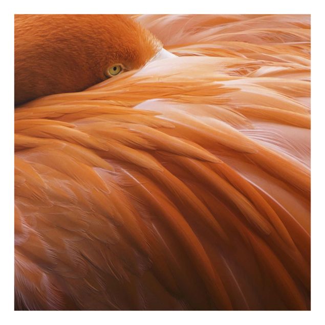 Billeder lyserød Flamingo Feathers