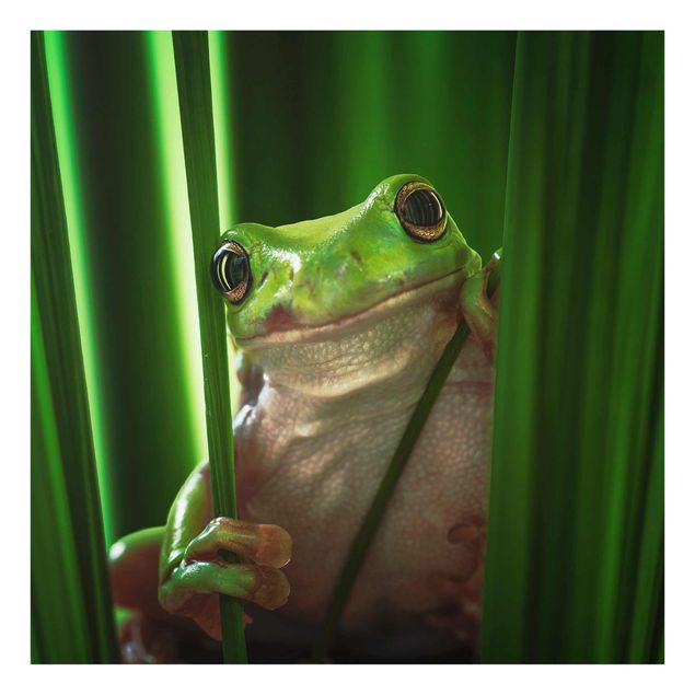Billeder Merry Frog