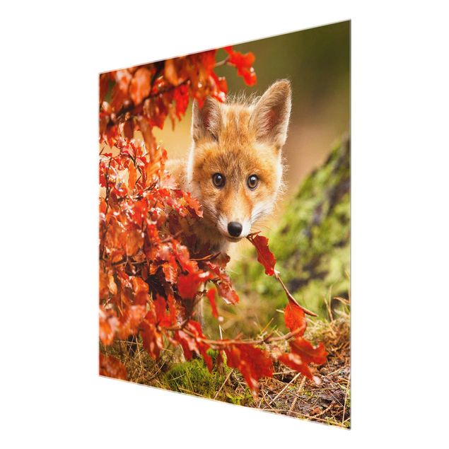 Billeder natur Fox In Autumn