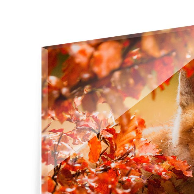 Billeder moderne Fox In Autumn