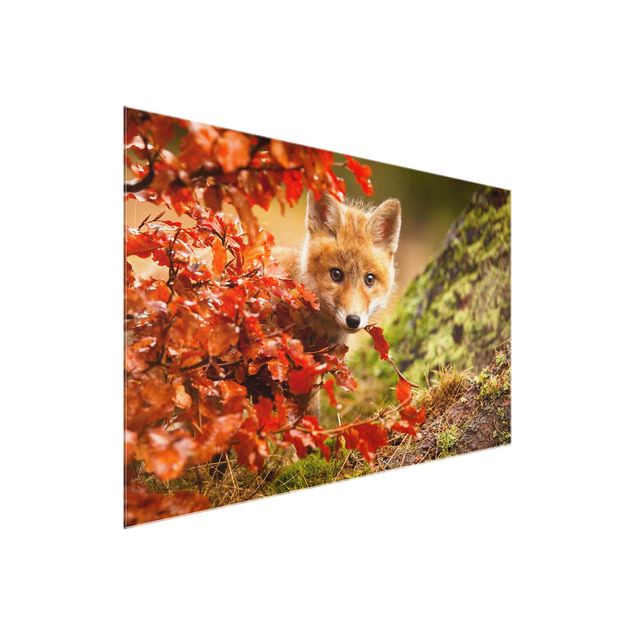 Billeder landskaber Fox In Autumn