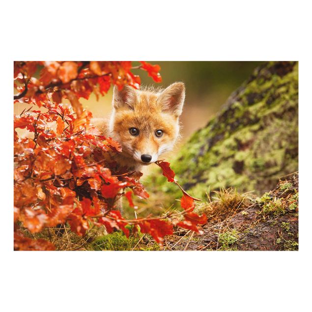 Glasbilleder dyr Fox In Autumn