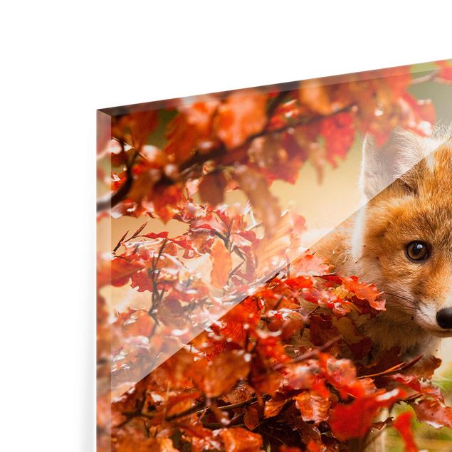 Billeder moderne Fox In Autumn