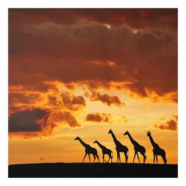 Glasbilleder dyr Five Giraffes