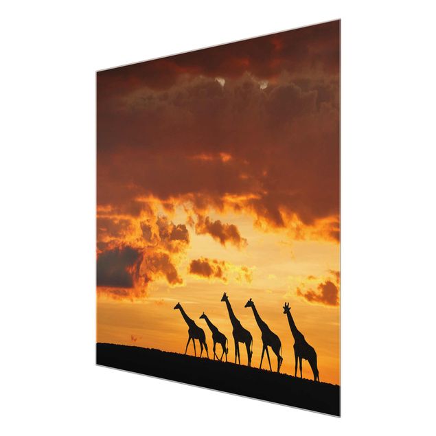 Billeder natur Five Giraffes
