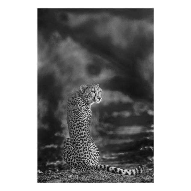 Billeder sort og hvid Cheetah In The Wildness