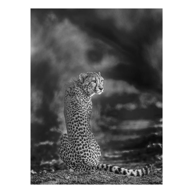 Billeder sort og hvid Cheetah In The Wildness