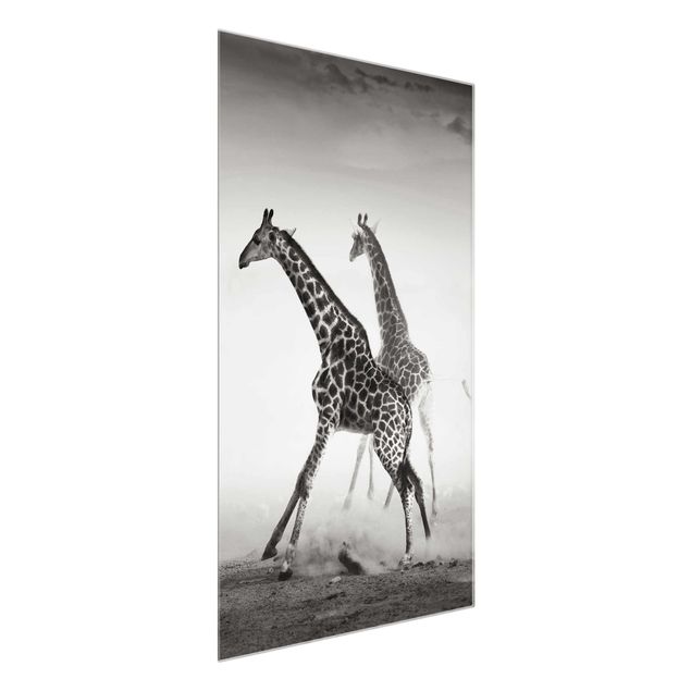 Glasbilleder dyr Giraffe Hunt