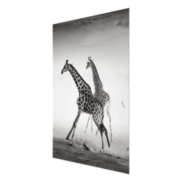 Billeder sort og hvid Giraffe Hunt
