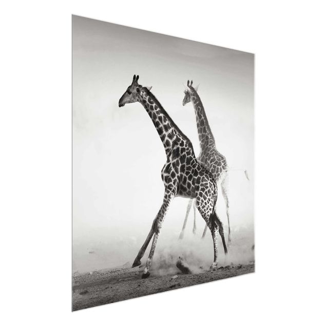 Glasbilleder dyr Giraffe Hunt