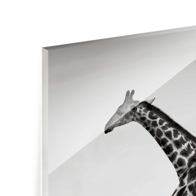 Glas magnettavla Giraffe Hunt