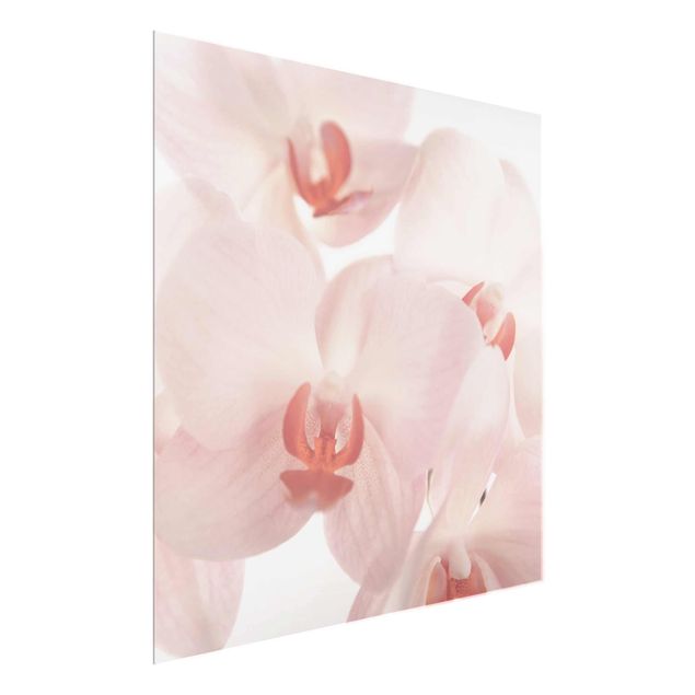 Glasbilleder blomster Bright Orchid Flower Wallpaper - Svelte Orchids