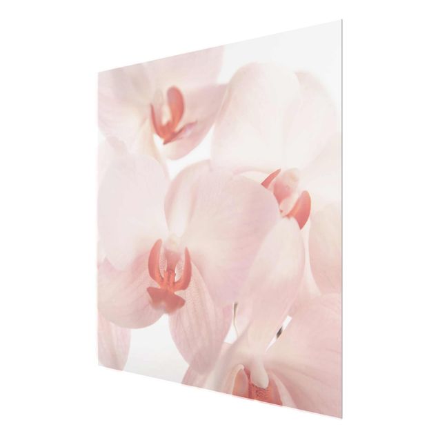 Billeder blomster Bright Orchid Flower Wallpaper - Svelte Orchids
