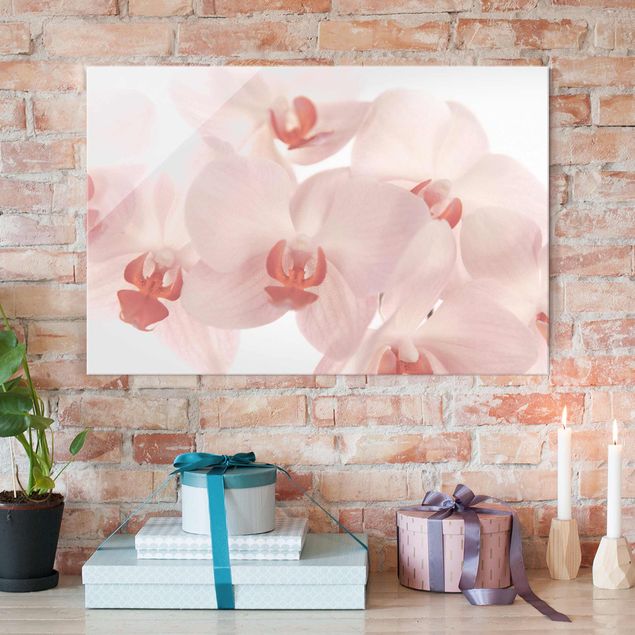 Glasbilleder orkideer Bright Orchid Flower Wallpaper - Svelte Orchids