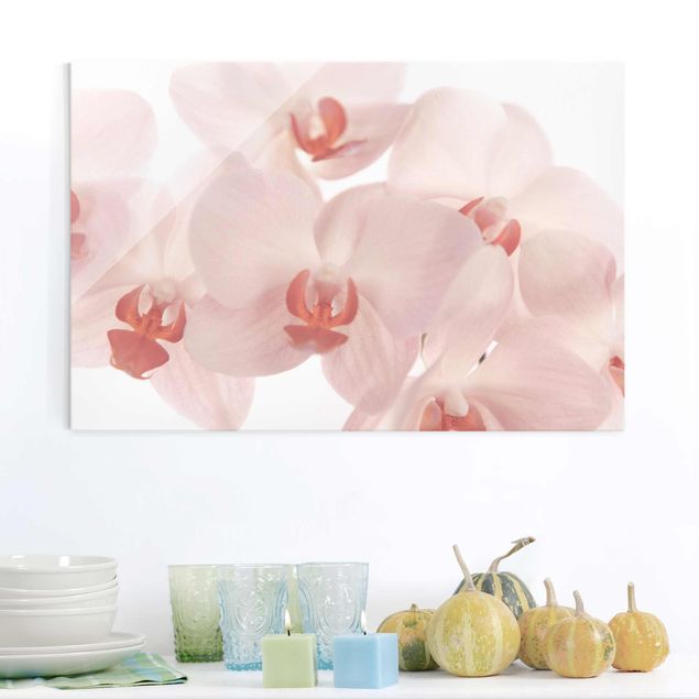 Billeder orkideer Bright Orchid Flower Wallpaper - Svelte Orchids