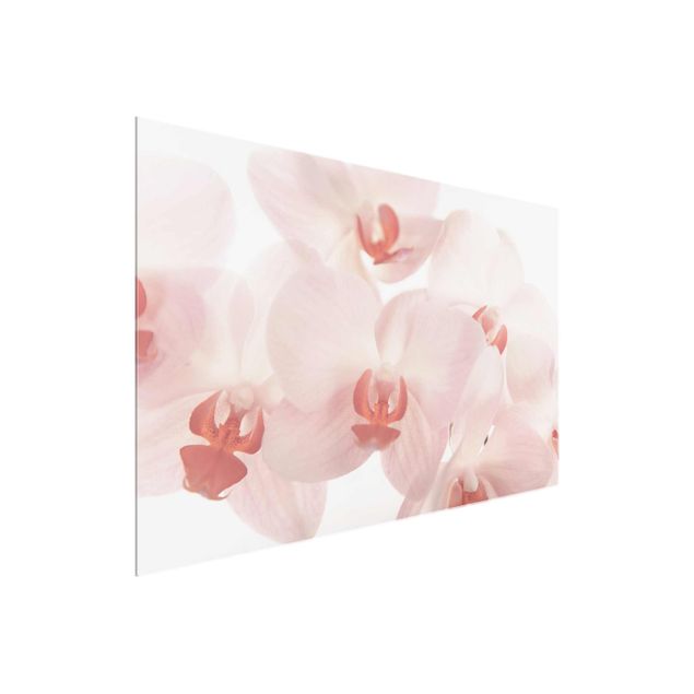 Glasbilleder blomster Bright Orchid Flower Wallpaper - Svelte Orchids