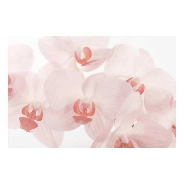 Billeder blomster Bright Orchid Flower Wallpaper - Svelte Orchids