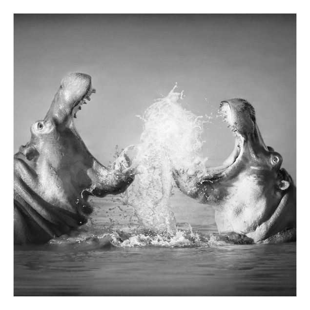 Billeder sort og hvid Hippo Fight