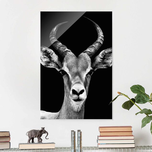 køkken dekorationer Impala antelope black & white