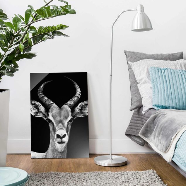 Glasbilleder dyr Impala antelope black & white