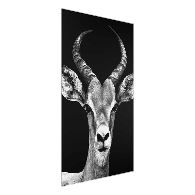 Billeder Afrika Impala antelope black & white