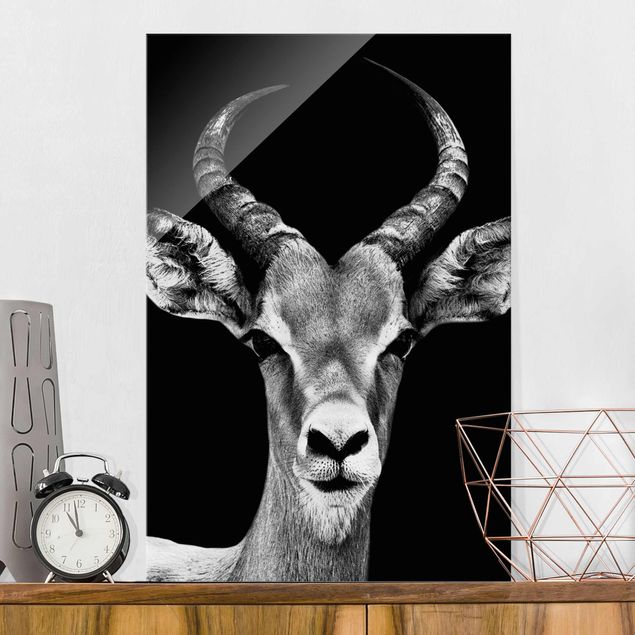 Glasbilleder sort og hvid Impala antelope black & white