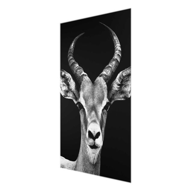 Billeder Impala antelope black & white