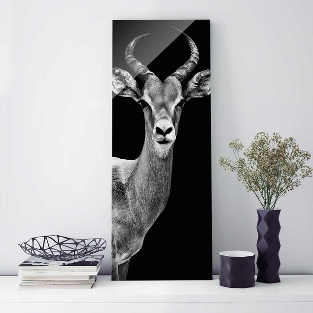 Glasbilleder sort og hvid Impala antelope black & white
