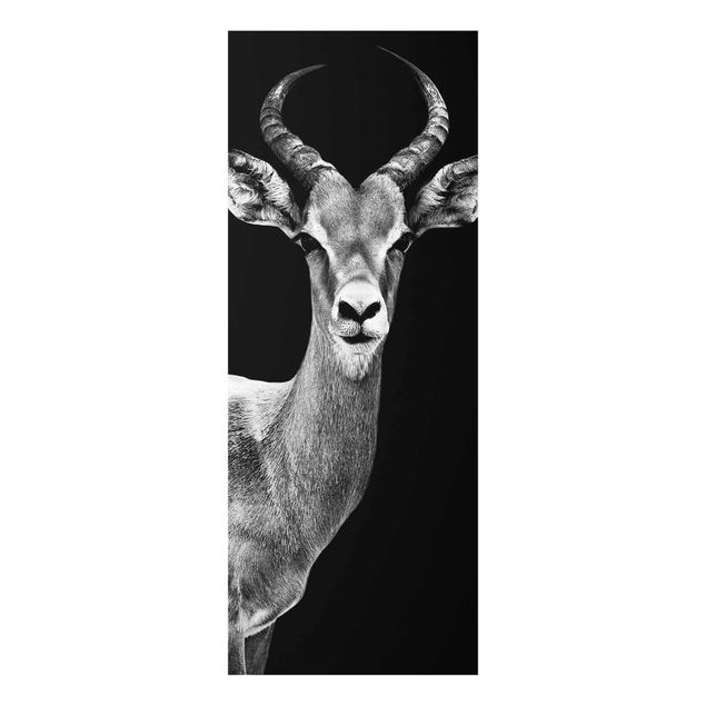 Billeder sort og hvid Impala antelope black & white