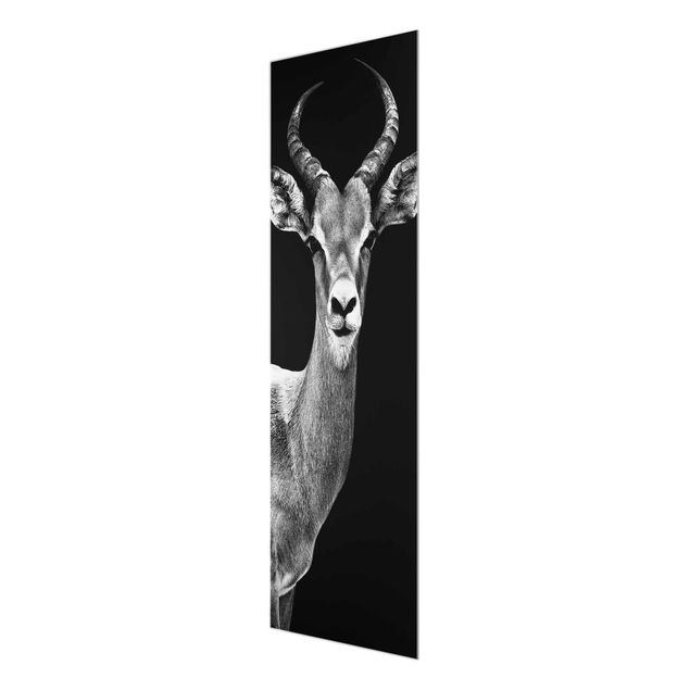 Billeder Impala antelope black & white