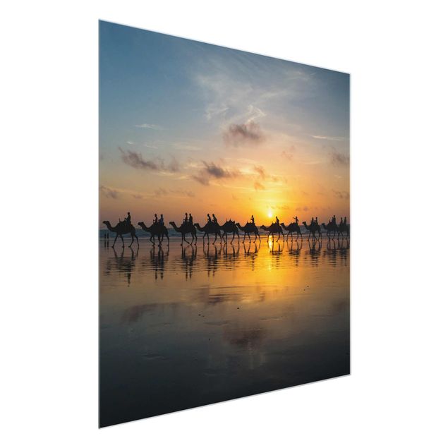 Billeder moderne Camels in the sunset