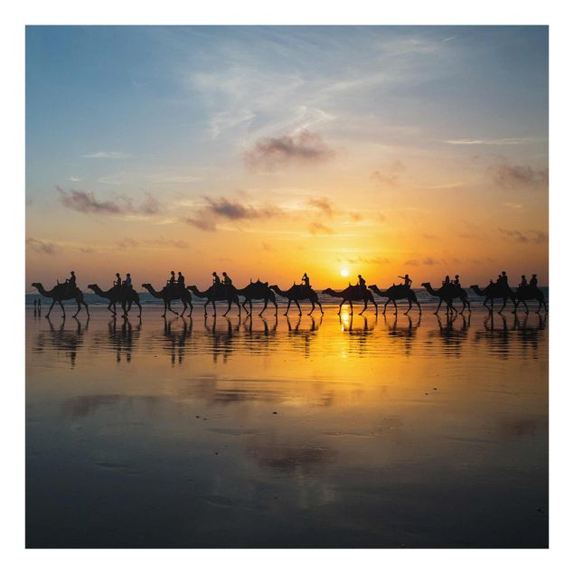 Billeder dyr Camels in the sunset