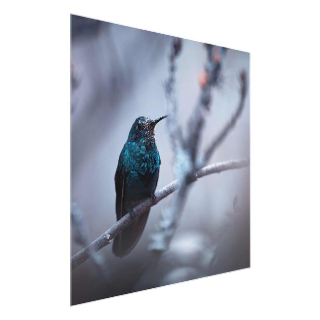 Billeder moderne Hummingbird In Winter