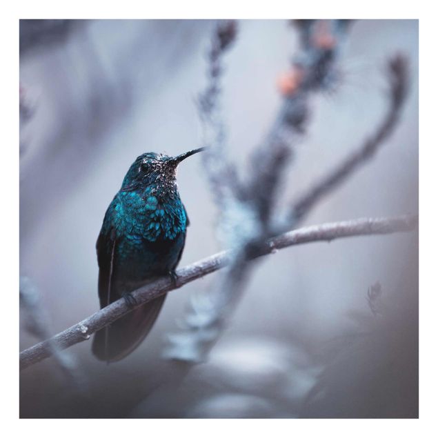 Billeder lilla Hummingbird In Winter