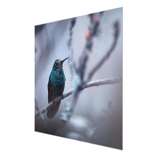 Billeder Hummingbird In Winter